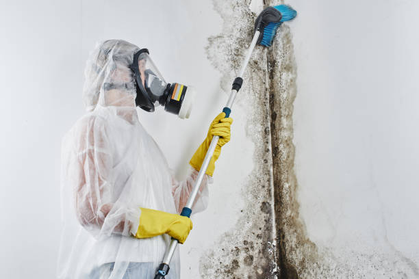 Best Residential Mold Remediation in Troy, AL