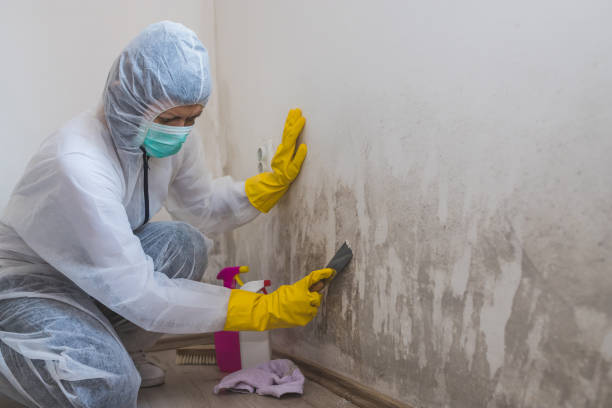 Best HVAC Mold Remediation in Troy, AL