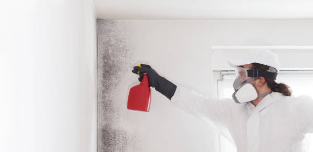 Best Mold Remediation for Specific Building Types in Troy, AL