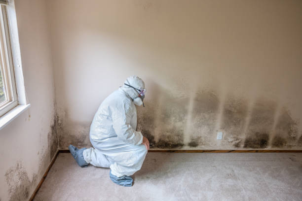 Best DIY Mold Remediation Support Services in Troy, AL