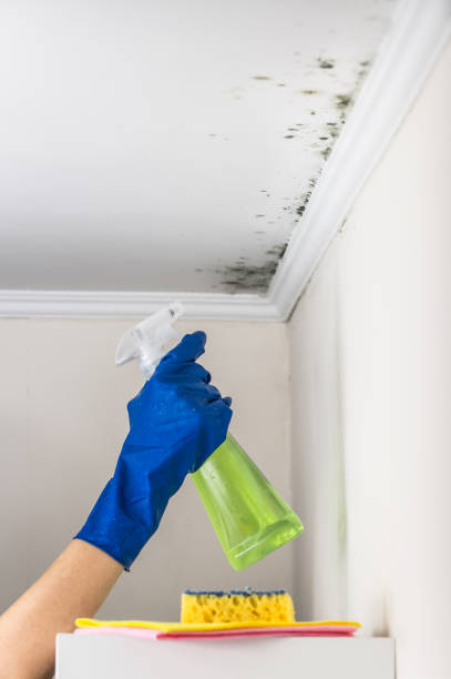 Best Post-Flood Mold Remediation in Troy, AL